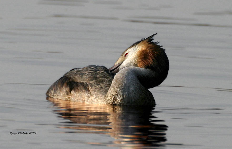 Svasso maggiore - Podiceps cristatus